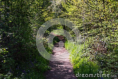 Scenic footpath winding through a lush and shaded forest, surrounded by abundant foliage Stock Photo