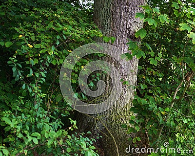 Scenic forest of fresh green deciduous trees with the sun casting its rays of light through the foliage. The forest has Stock Photo