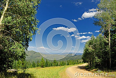 Scenic forest road Stock Photo