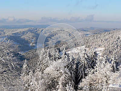 Scenic forest in Winter Stock Photo