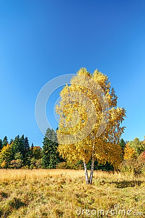 Scenic golden autumn sunny day countryside landscape with two trunk yellow birch tree on forest glade under blue sky. West Caucasu Stock Photo