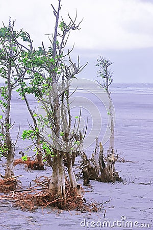 Scenic henry island sea beach at bakkhali, mangrove tree standing on the beach and storm clouds in the sky Stock Photo