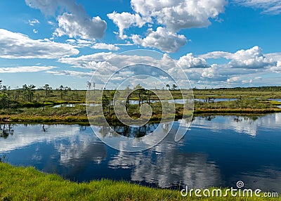 Scenic landscape with blue bog lakes surrounded by small pines and birches and green mosses on a summer day with blue skies and. Stock Photo