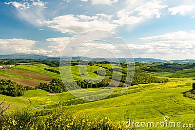 Scenic landscape with green hills, tree and yellow flowers in foreground in Tuscany Stock Photo