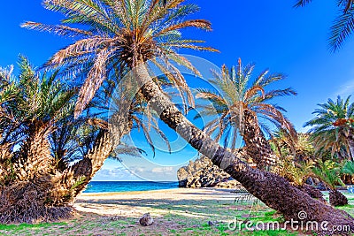 Scenic landscape of palm trees, turquoise water and tropical beach, Vai, Crete, Greece Stock Photo