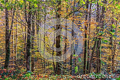 Scenic landscape of sunny autumn forest of pine trees on blue sky background Stock Photo