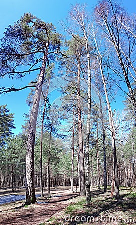 Scenic landscape of sunny summer mixed forest Stock Photo