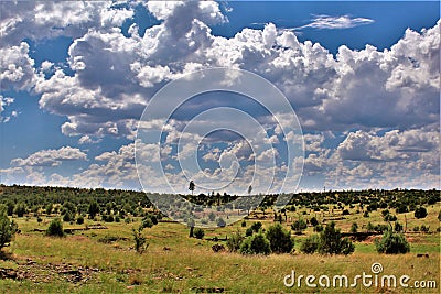 Apache-Sitgreaves National Forest, Forest Service Road 51, Arizona, United States Stock Photo