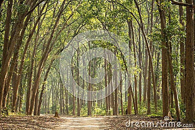 Scenic landscape view of forest trail or safari track or main road with canopy of tall and long sal trees at dhikala zone jim Stock Photo