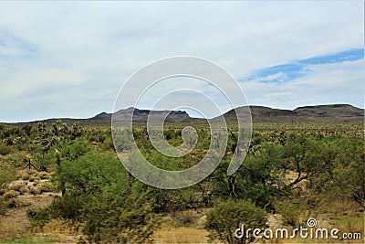 Joshua Tree Forest Parkway, Scenic Route 93, Arizona, United States Stock Photo