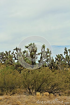 Joshua Tree Forest Parkway, Scenic Route 93, Arizona, United States Stock Photo