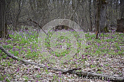 Scenic magical spring forest background of violet and white hollowroot Corydalis cava early spring wild flowers in bloom Stock Photo