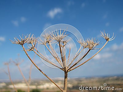 a plant in the field Stock Photo