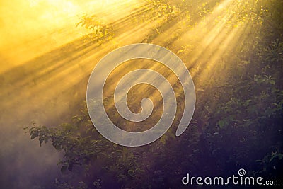 Scenic nature closeup of trees at sunrise with mist Stock Photo