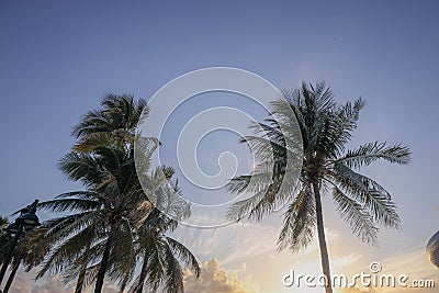 Palm trees on Fort Lauderdale's Beach on a windy morning, Florida, USA Stock Photo