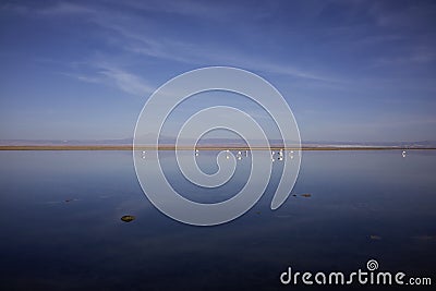 Salar de Atacama Scenery and Flamingos Stock Photo
