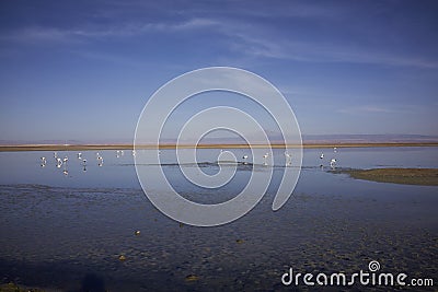 Salar de Atacama Scenery Stock Photo
