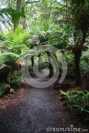 Scenic pathway surrounded by lush vegetation Editorial Stock Photo