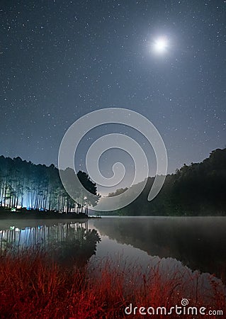 Scenic pine forest light shine with the moon on reservoir at night Stock Photo