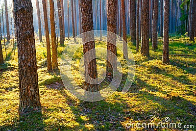 Scenic pine forest Stock Photo