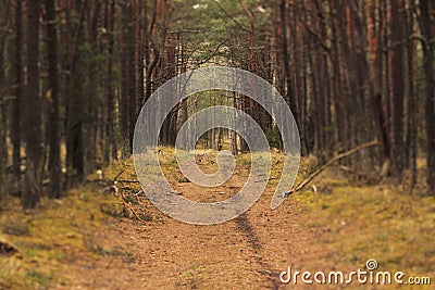 Scenic pine forest path Stock Photo