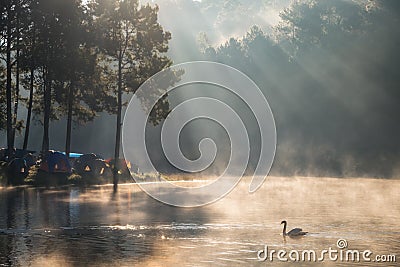 Scenic pine forest sunlight shine on fog reservoir in morning at Stock Photo