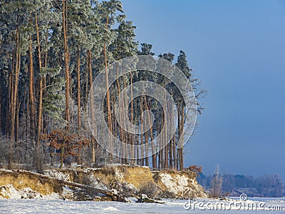 Scenic pine forest in winter Stock Photo