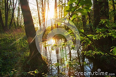 Scenic river in green sunny forest in Siberia, Russia. Beautiful morning with bright sun Stock Photo