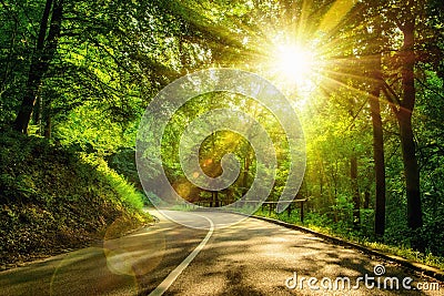 Scenic road in a forest Stock Photo