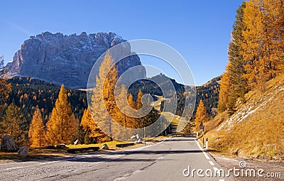 Scenic roadway in Dolomite Alps with beautiful yellow larch trees and Sassolungo mountain on background. Stock Photo