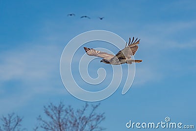 Scenic shot of a goshawk flying in the air with the blue sky in the background Stock Photo