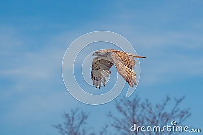 Scenic shot of a goshawk flying in the air with the blue sky in the background Stock Photo