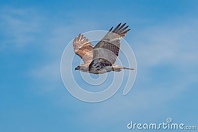 Scenic shot of a goshawk flying in the air with the blue sky in the background Stock Photo