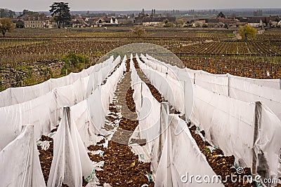 Scenic shot of Meursault during winter. Vines covered by white fabric to prevent frostbite Stock Photo