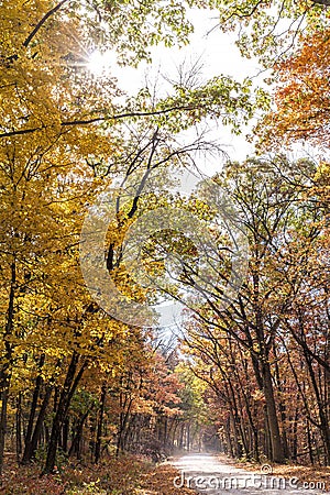 Scenic shot of a rural dirt road winding through autumn woods Stock Photo