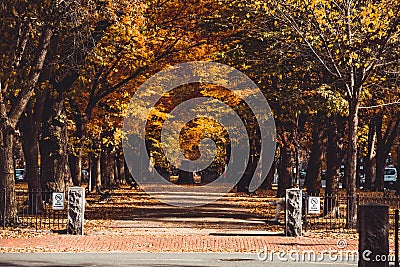 Scenic shot of trees at the Commonwealth Avenue Mall in Boston, Massachusetts Editorial Stock Photo