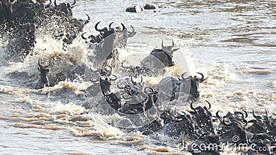 Scenic shot of wildebeests crossing a river in the season of migration in Africa Stock Photo