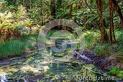 Scenic small creek in Redwoods forest near Rotorua Stock Photo