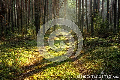 Scenic spring forest Stock Photo