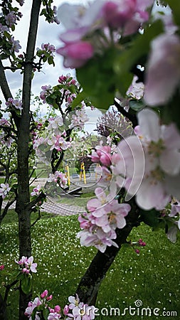 Scenic spring street. Blooming tree. Apple tree in bloom. Stock Photo