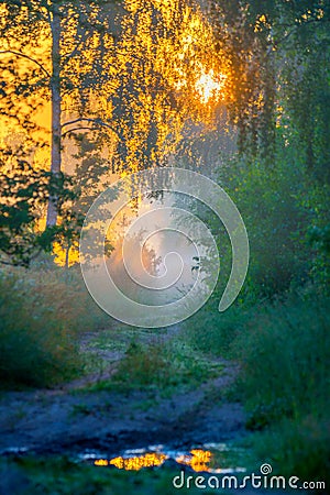 Scenic sunrise in forest Stock Photo