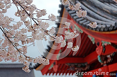 Scenic view of beautiful cherry blossoms Sakura in majestic Kiyomizu-dera Stock Photo
