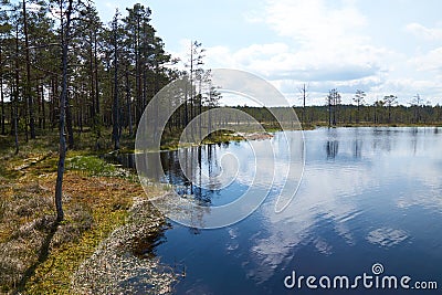 Scenic view of the big bog lake waterside in Estonia Stock Photo