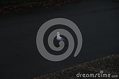 Scenic view of a black-headed gull walking on the street Stock Photo