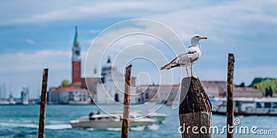 Scenic view of blurred Venice panorama of Venice`s embankment with seagull in front. Most popular touristic attraction Stock Photo