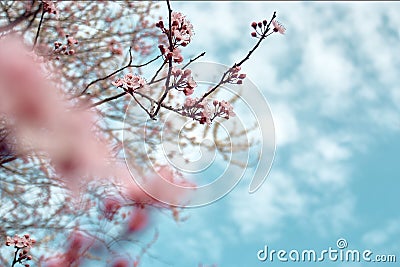 Scenic view of cherry blossoms against the sky and the clouds Stock Photo