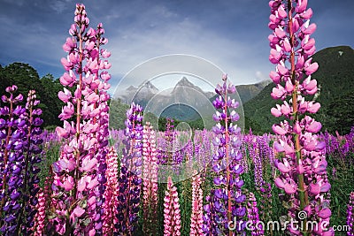 Scenic view of colorful lupine flowers, Fjordland, New Zealand Stock Photo