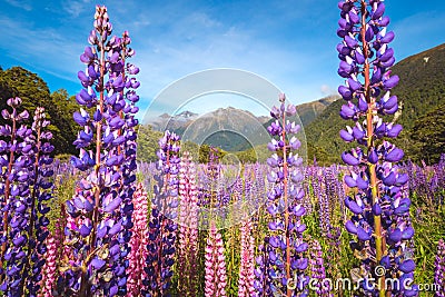 Scenic view of colorful lupine flowers, Fjordland, New Zealand Stock Photo