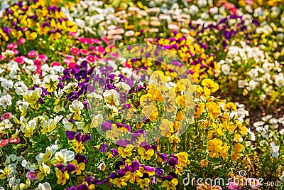 Scenic view of colourful flowerbeds and grass lawn in sunny day Stock Photo