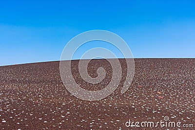 Scenic view of dwarf buckwheat plant growing on cinder slope Stock Photo